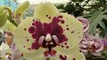 x_Szlovenia-orchideafarm (15)
